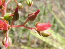 Image of Echeveria craigiana Walther