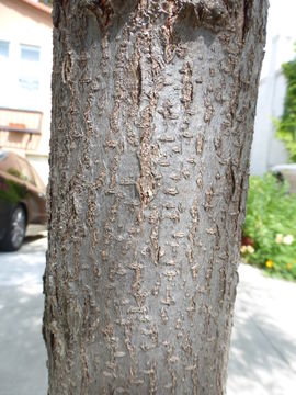 Image of Honey Locust