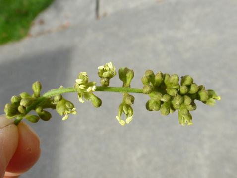 Image of Honey Locust