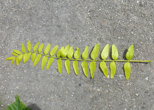 Image of Honey Locust