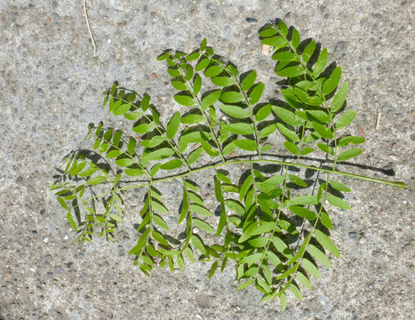 Image of Honey Locust