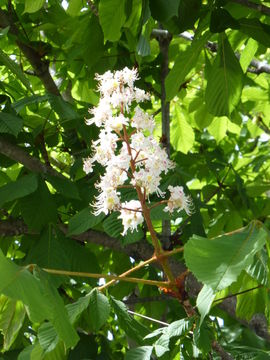 Image of European horse chestnut