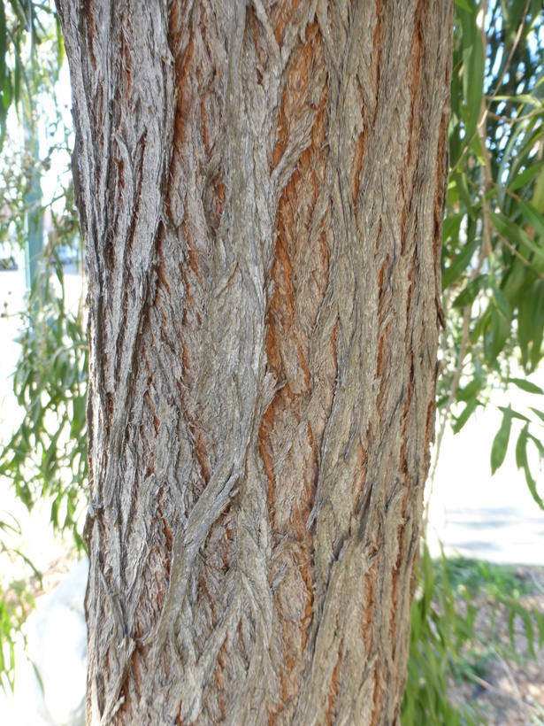 Image of Willow myrtle