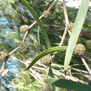 Sivun Agonis flexuosa (Muhl. ex Willd.) Sweet kuva