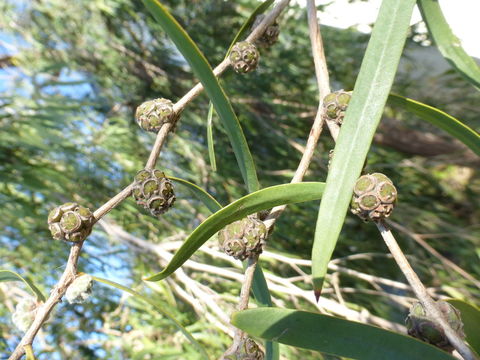 صورة Agonis flexuosa (Muhl. ex Willd.) Sweet