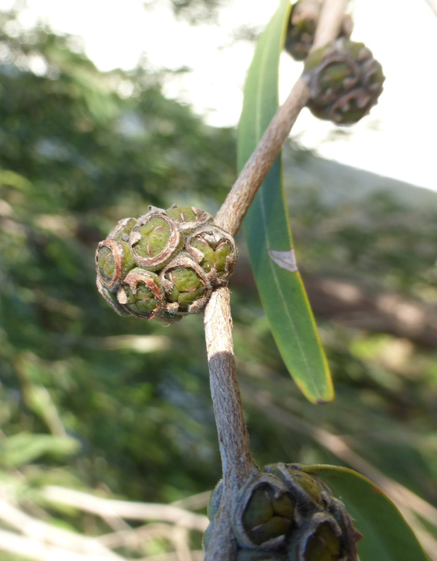 Sivun Agonis flexuosa (Muhl. ex Willd.) Sweet kuva