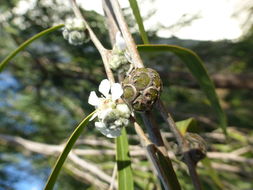 Sivun Agonis flexuosa (Muhl. ex Willd.) Sweet kuva