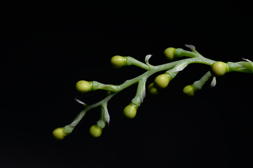 Image of fineleaf fumitory