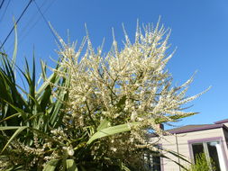 Image de Cordyline australis (G. Forst.) Endl.