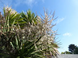 Image de Cordyline australis (G. Forst.) Endl.