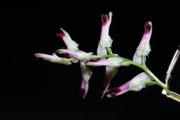 Image of fineleaf fumitory