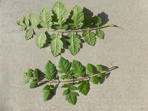 Image of Golden-rain tree