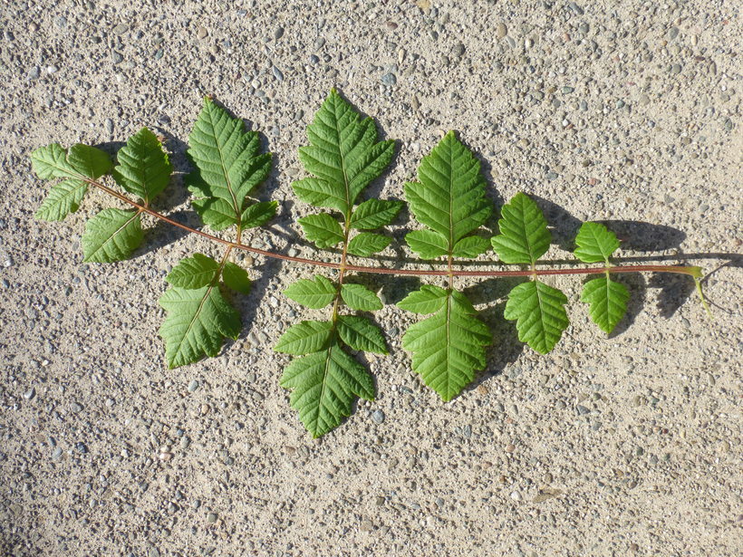 Image of Golden-rain tree