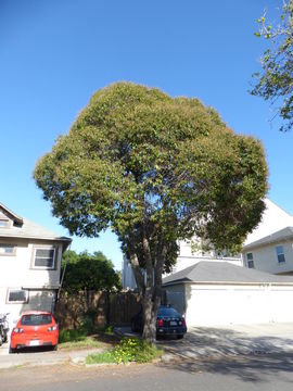 Image of glossy privet