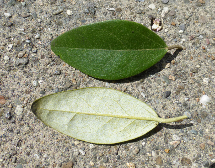 Image of <i>Lagunaria patersonia</i>