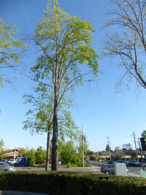 Image of Tulip tree