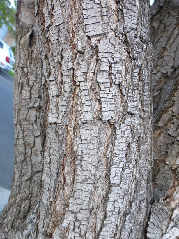 Sivun Kiinanpäärynä kuva