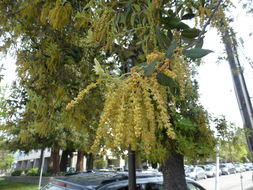 Image of Holm Oak