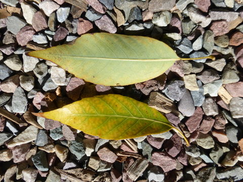 صورة Quercus myrsinifolia Blume