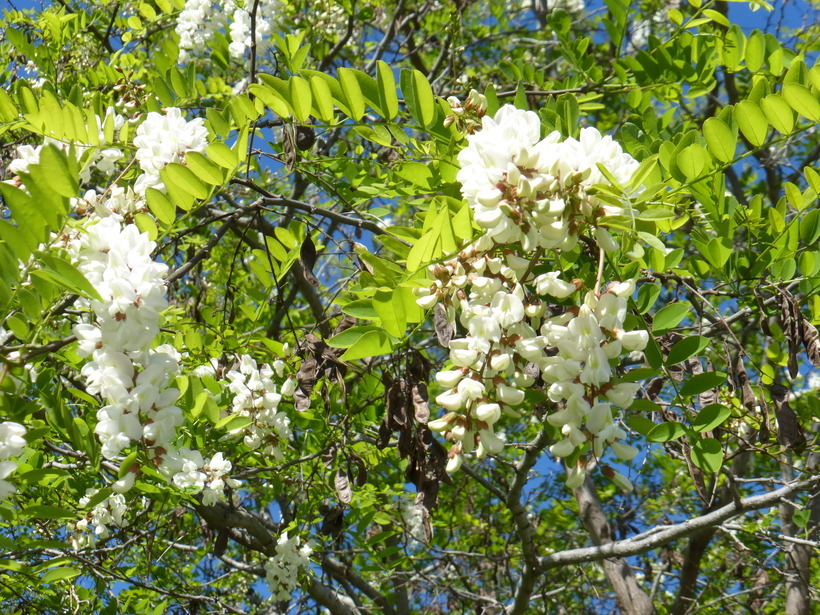 Image of black locust