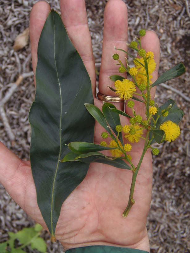 Plancia ëd Acacia pycnantha Benth.