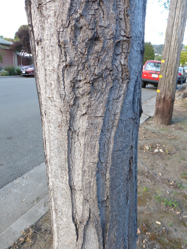 Image of black locust