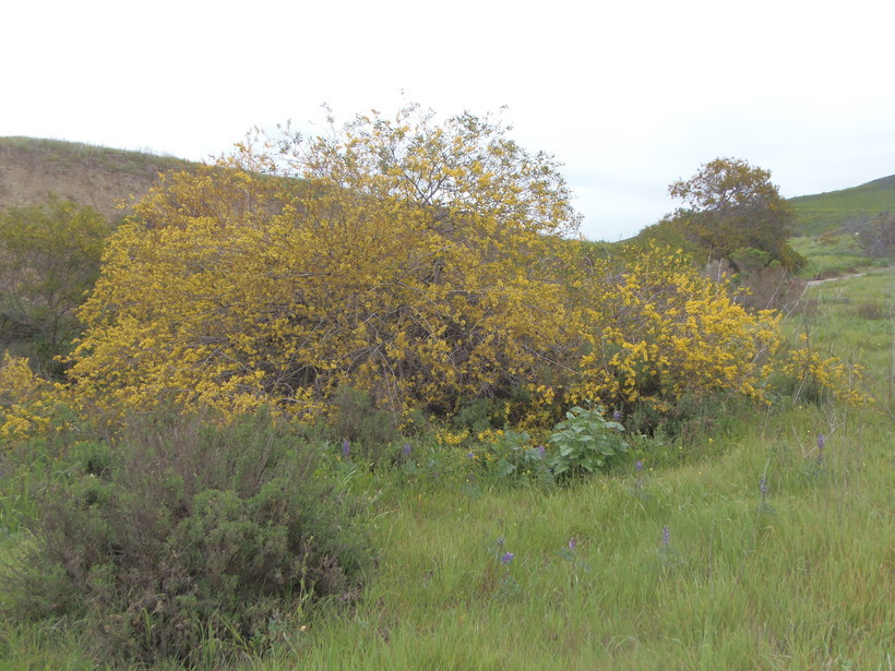 Image of golden wattle