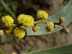 Plancia ëd Acacia pycnantha Benth.