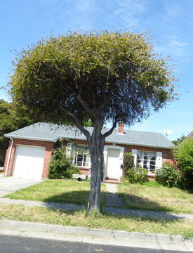 صورة Callistemon citrinus (Curtis) Skeels