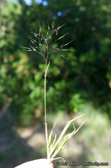 Image of Pentameris airoides subsp. airoides
