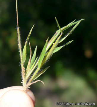 Image of Pentameris airoides subsp. airoides