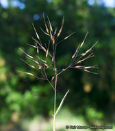 Image of Pentameris airoides subsp. airoides