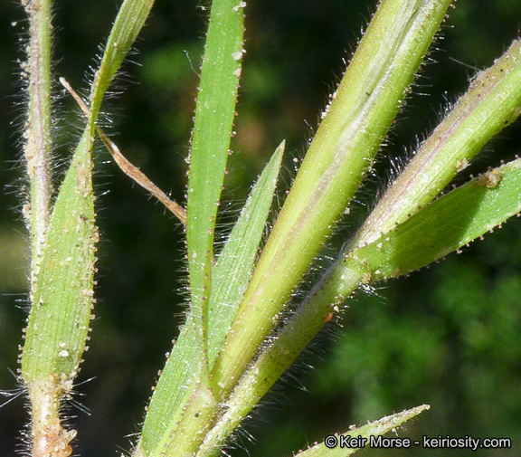 Imagem de Pentameris airoides subsp. airoides