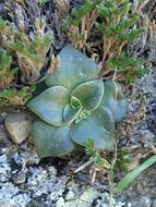 Plancia ëd Dudleya cymosa subsp. ovatifolia (Britt.) Moran