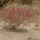 Image of Thurber's buckwheat