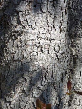 Image of netleaf oak