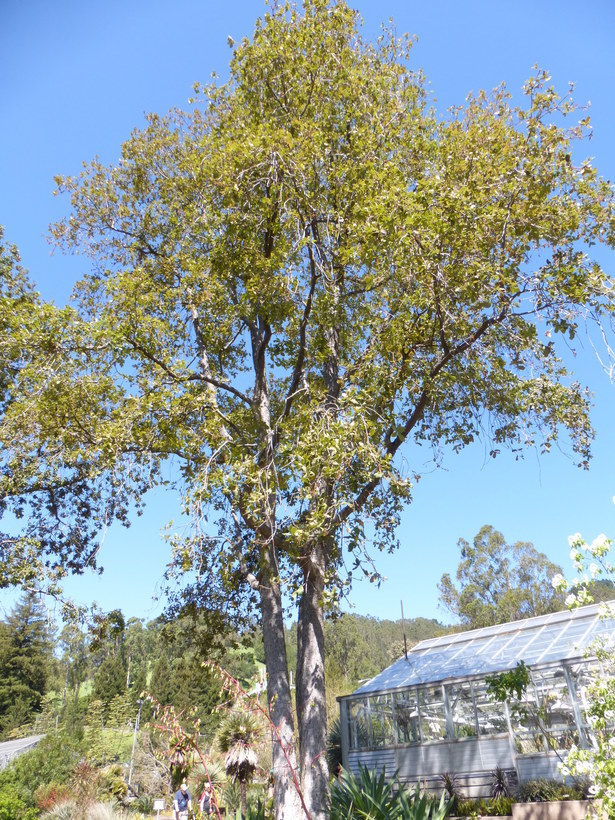 Image of netleaf oak