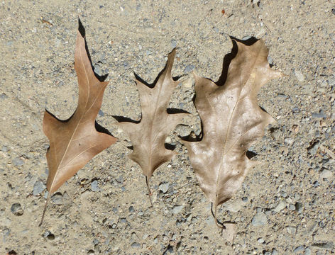 Image of Chisos red oak