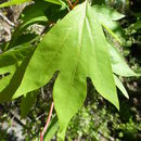 Image of Lindera triloba (Sieb. & Zucc.) Bl.