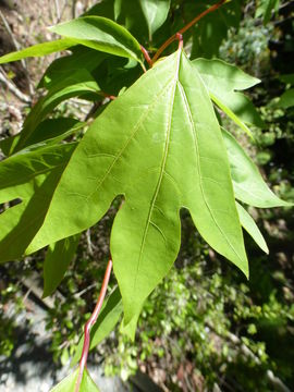 Lindera triloba (Sieb. & Zucc.) Bl. resmi