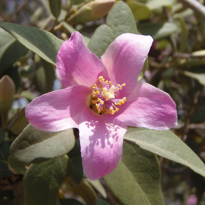 Image of <i>Lagunaria pattersonii</i>