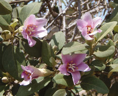Image of <i>Lagunaria pattersonii</i>