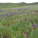 Plancia ëd Lathyrus odoratus L.