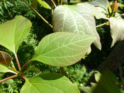 Image of Sassafras tzumu (Hemsl.) Hemsl.