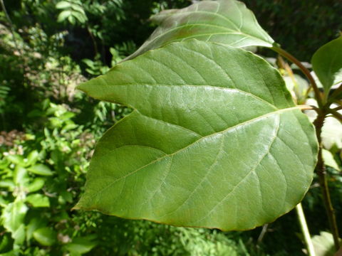 Image of Sassafras tzumu (Hemsl.) Hemsl.