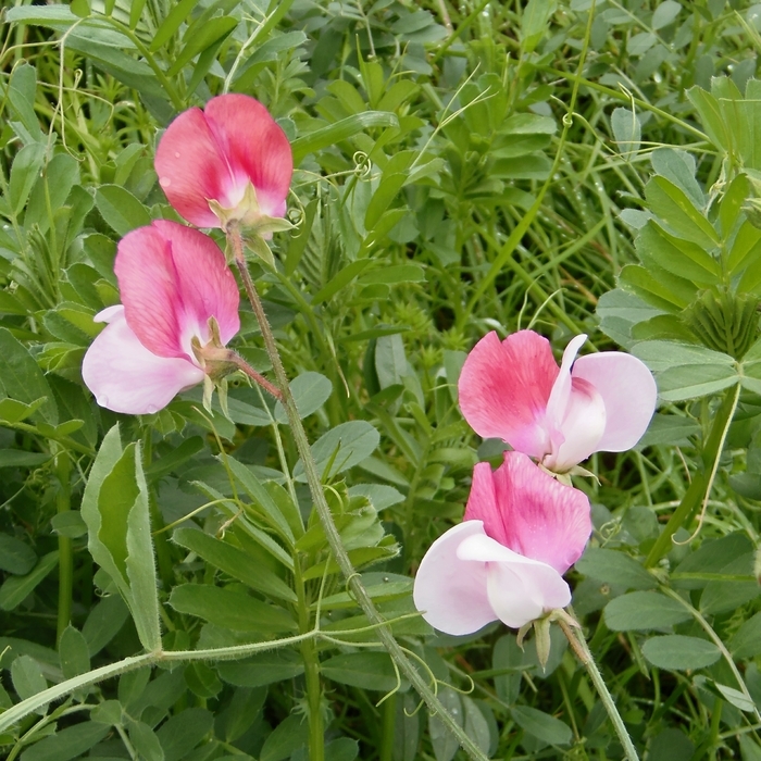 Image of Sweet Pea