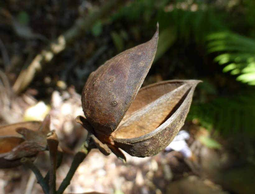 Слика од Paulownia tomentosa (Thunb.) Steud.