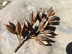 Слика од Paulownia tomentosa (Thunb.) Steud.