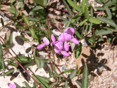 Image of San Pedro ticktrefoil