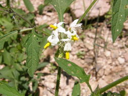 Plancia ëd Solanum nigrescens Mart. & Gal.